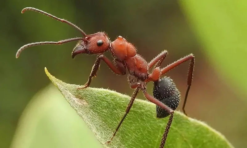 Ant control