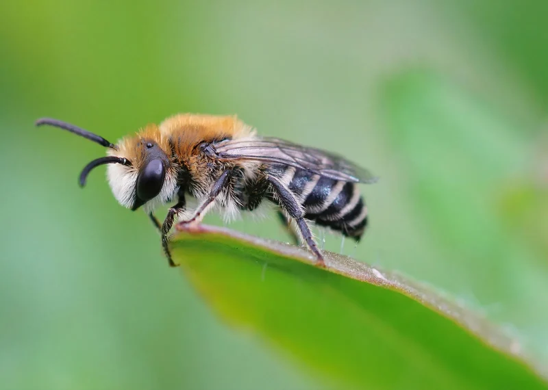 Bee and wasp removal