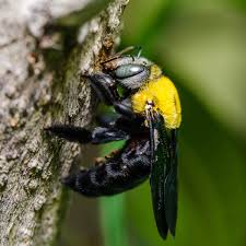 Carpenter bee and carpenter ant control