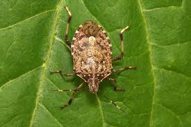 Stink bug and lady bug control