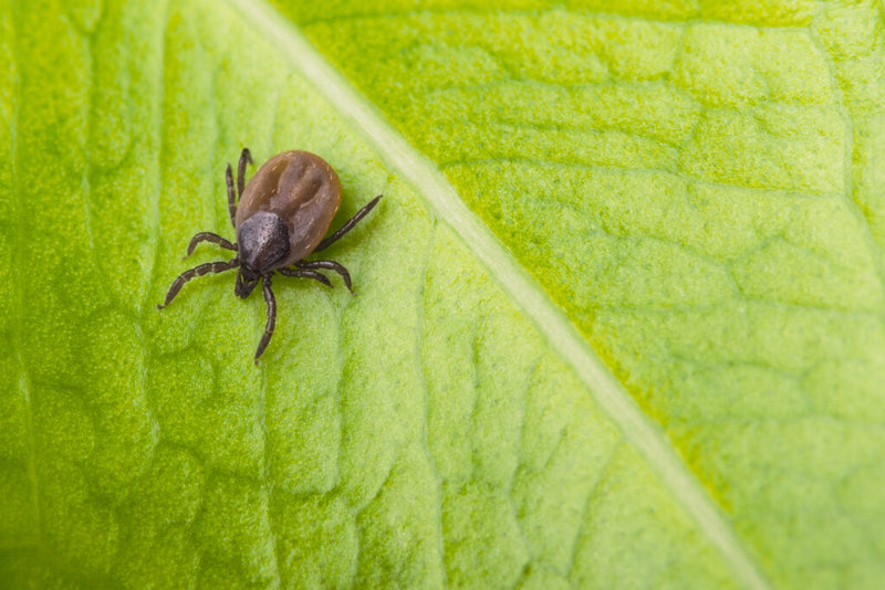 Flea and tick control