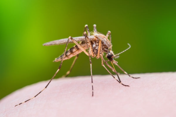 Mosquito control