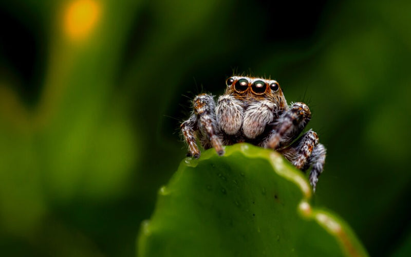 Spider control